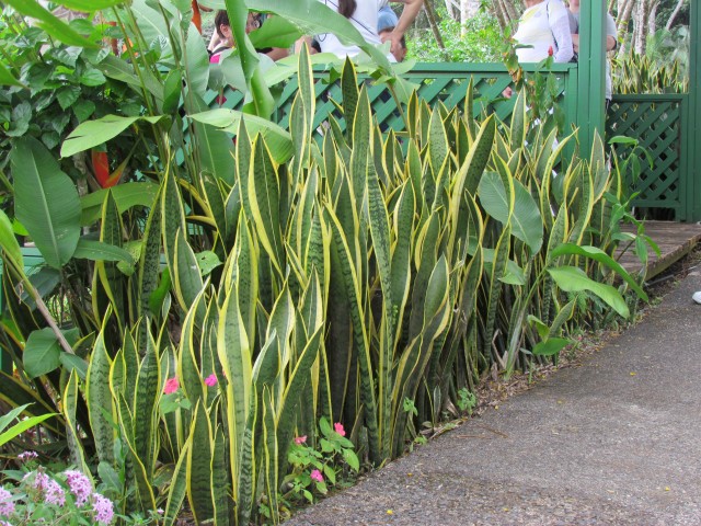 Sansevieria trifasciata PuraVidaSansiveriaTrifasciata2_1.JPG