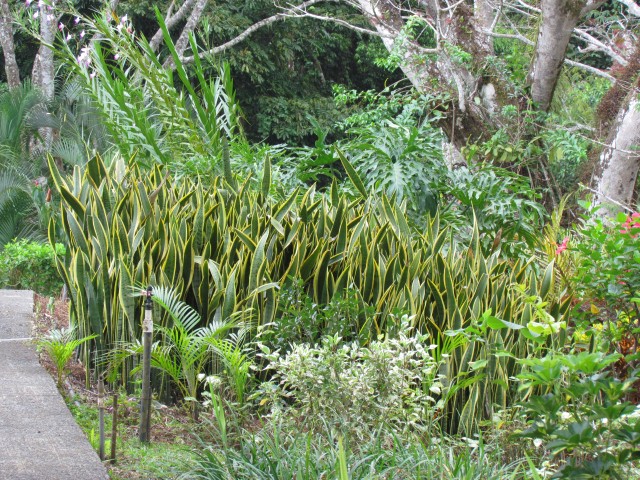 Sansevieria trifasciata PuraVidaSansiveriaTrifasciata2_2.JPG