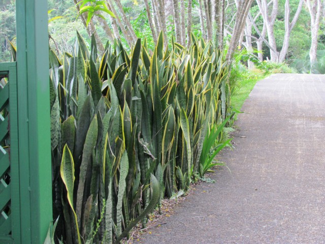 Sansevieria trifasciata PuraVidaSansiveriaTrifasciata2_3.JPG