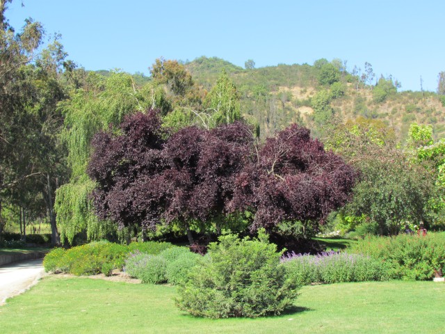 Fagus sylvatica purpurea PurpleBeechFullChileWinery.JPG