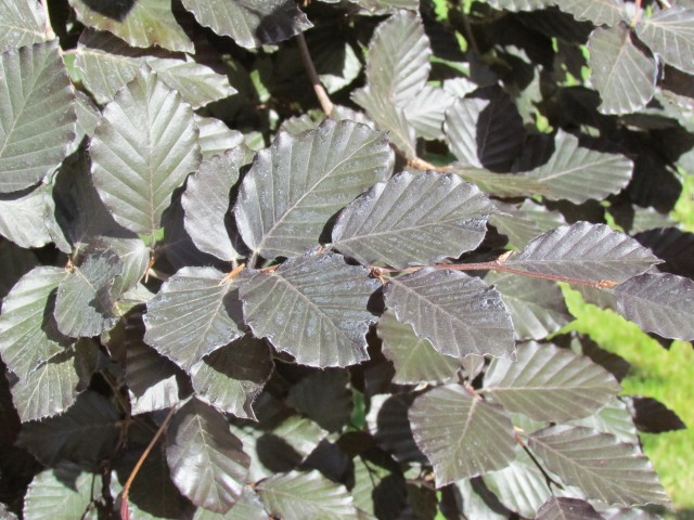 Fagus sylvatica purpurea PurpleBeechLeavesChileWinery.JPG