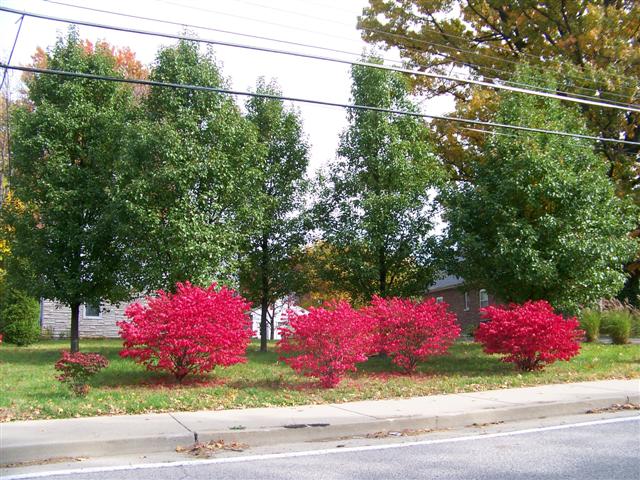 Picture of Pyrus calleryana 'Cleveland Select' Cleveland Select Pear