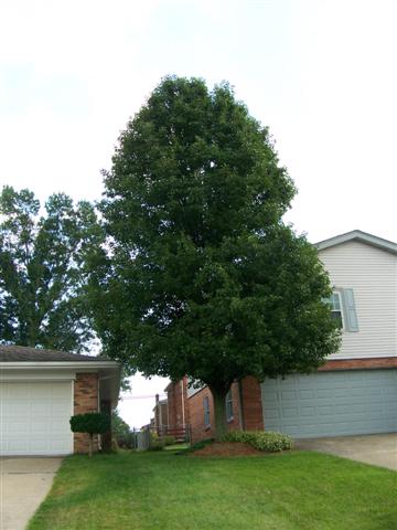 Pyrus calleryana Pyrus.calleryana.Clevland.Select(Small).JPG