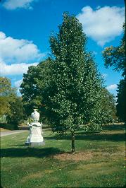 Picture of Pyrus calleryana 'Cleveland Select' Cleveland Select Pear