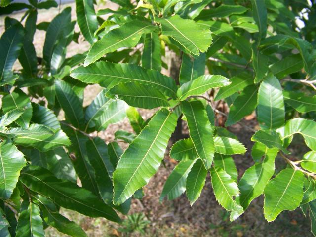 Picture of Quercus acutissima  Sawtooth Oak