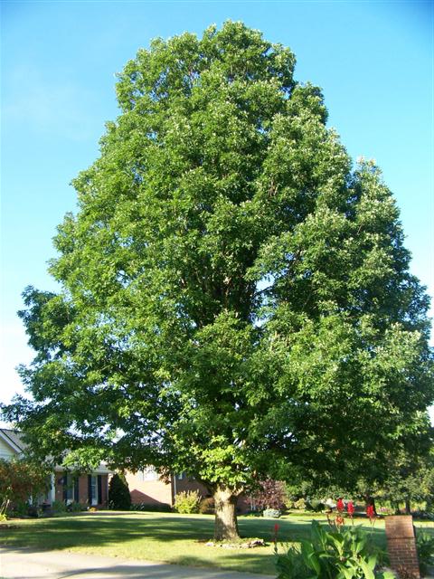 Quercus alba Quercus.alba.JPG
