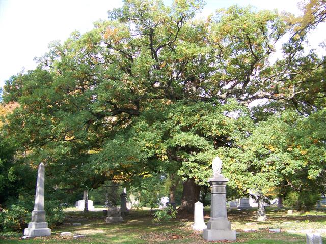 Quercus alba Quercus.alba.Spring.Grove350yr(1)(Small).JPG