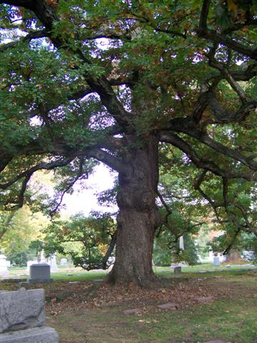 Quercus alba Quercus.alba.Spring.Grove350yr(Small).JPG