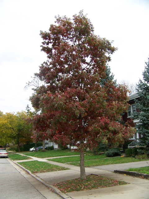 Picture of Quercus alba  White Oak