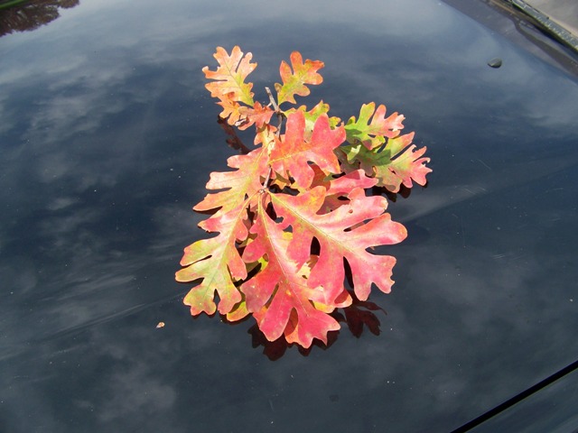 Picture of Quercus alba  White Oak