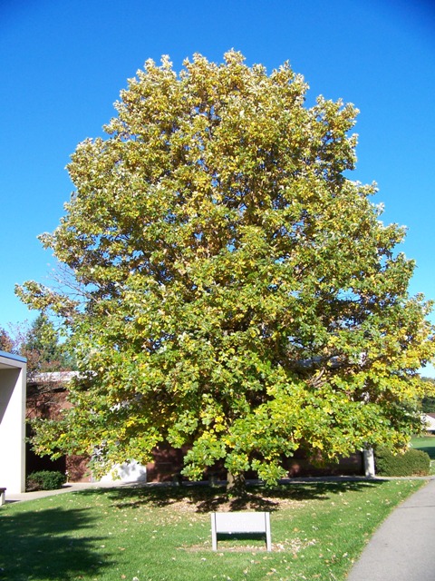 Picture of Quercus%20bicolor%20%20Swamp%20White%20Oak
