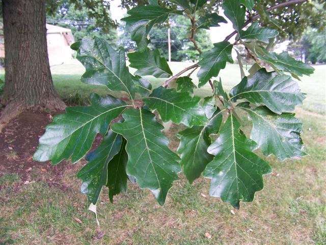 Quercus bicolor Quercus.bicolor.leaves(Small).JPG