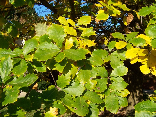 Picture of Quercus bicolor  Swamp White Oak