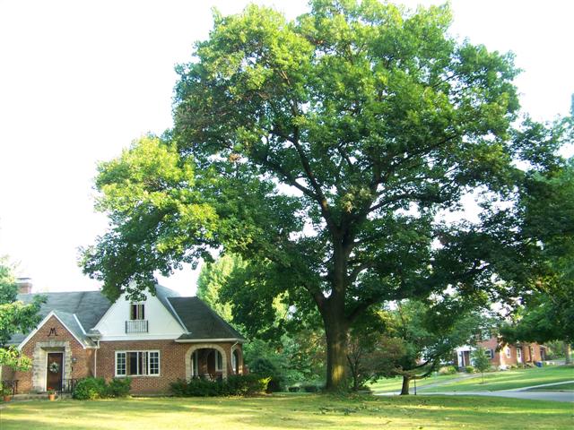 Quercus coccinea Quercus.coccinea(Small).JPG