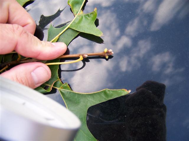 Picture of Quercus coccinea  Scarlet Oak