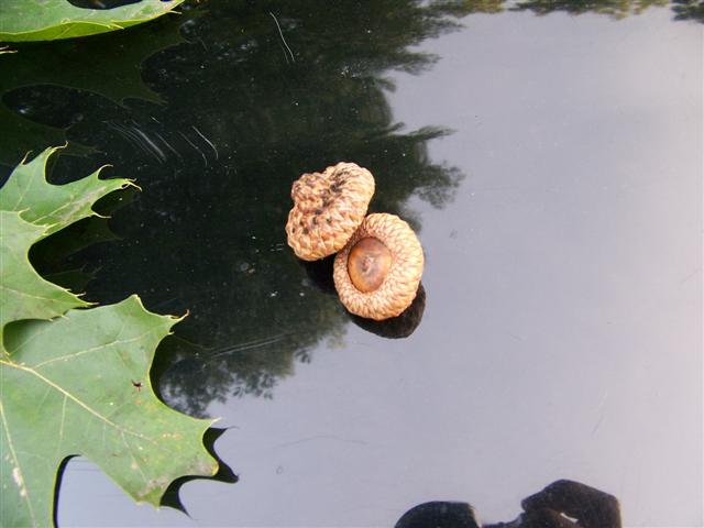 Quercus coccinea Quercus.coccinea.fruit(Small).JPG