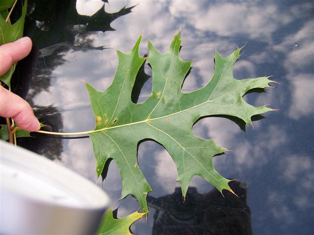 Picture of Quercus%20coccinea%20%20Scarlet%20Oak