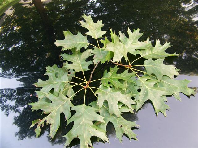 Quercus coccinea Quercus.coccinea.leaves(Small).JPG