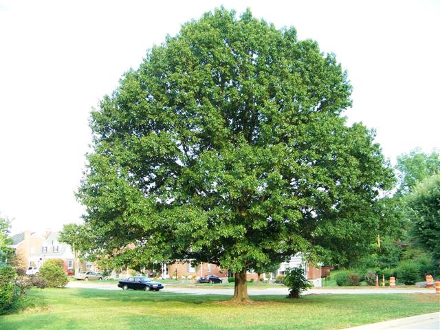 Quercus imbricaria Quercus.imbricaria.(Small).JPG