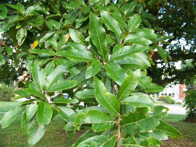 Quercus imbricaria Quercus.imbricaria.leaves(Small).JPG