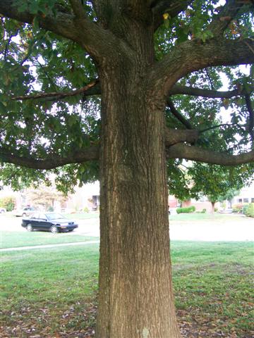 Quercus imbricaria Quercus.imbricaria.trunck(Small).JPG