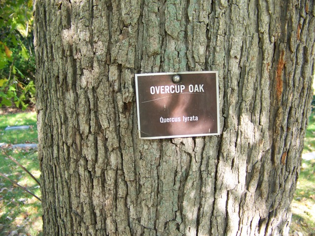 Picture of Quercus lyrata  Overcup Oak