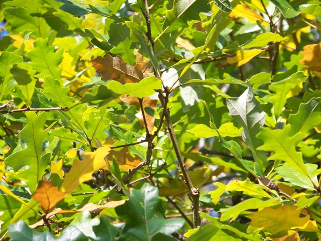 Picture of Quercus lyrata  Overcup Oak