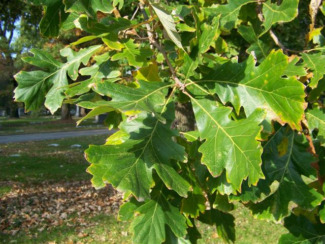 Picture of Quercus macrocarpa  Bur Oak