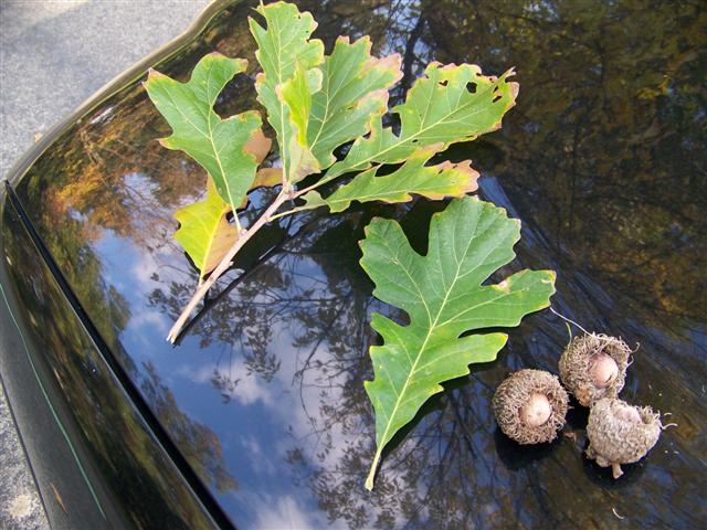 Picture of Quercus macrocarpa  Bur Oak
