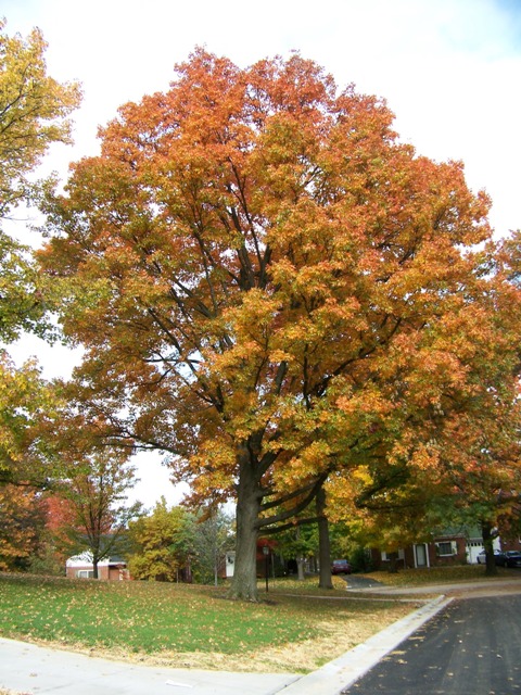 Picture of Quercus palustris  Pin Oak