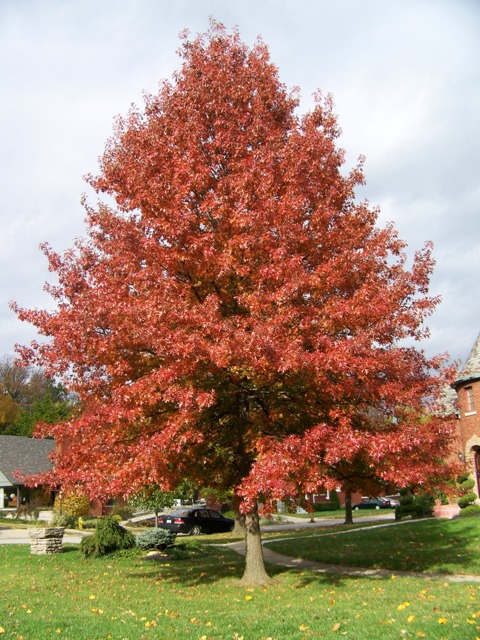 Dąb błotny (Quercus palustris)