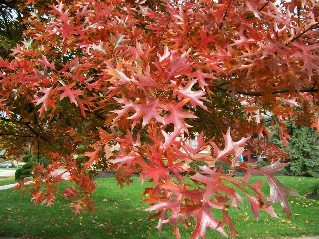 Picture of Quercus palustris  Pin Oak