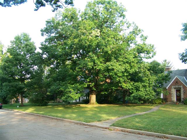 Quercus prinus Quercus.prinus(Small).JPG