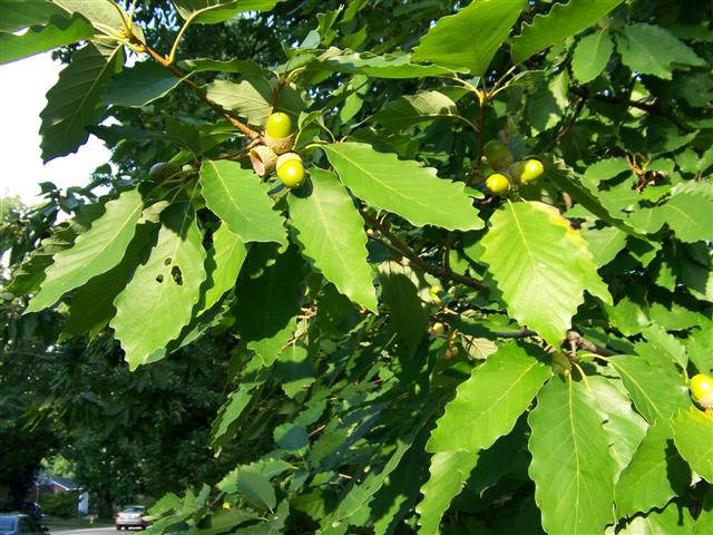 Quercus prinus Quercus.prinus.leaves.fruit.buds(Small).JPG