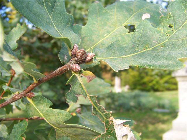 Picture of Quercus robur  English Oak