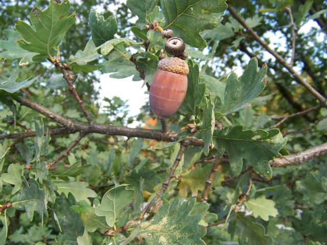 Picture of Quercus%20robur%20%20English%20Oak