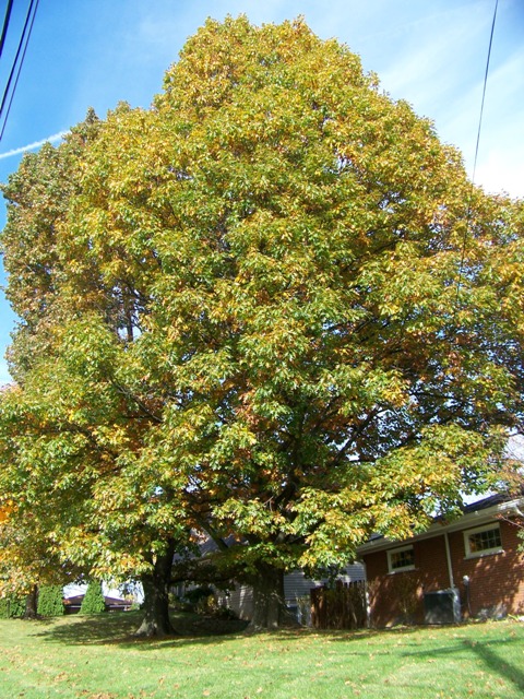 Quercus rubra Quercus.rubra.236Beechwood.JPG