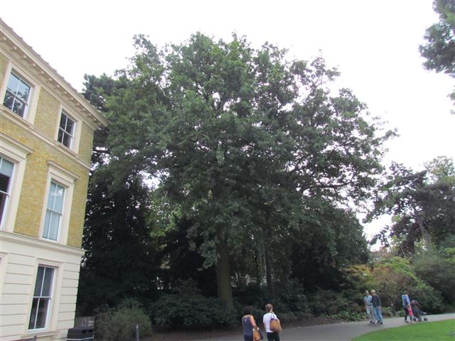 Quercus cerris QuercusCerrisFull3Kew.JPG