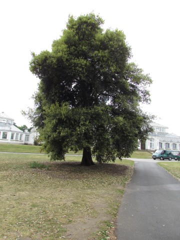 Quercus Ilex QuercusIlexFull.JPG