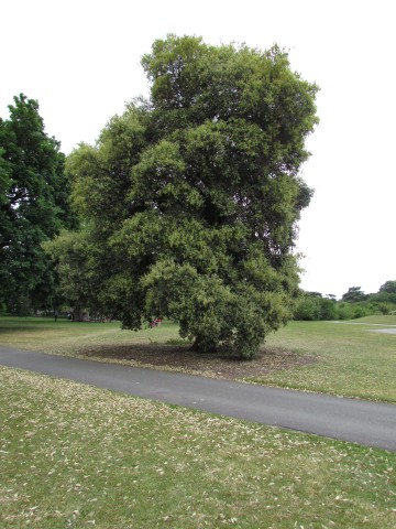 Quercus Ilex QuercusIlexKew2Full3.JPG