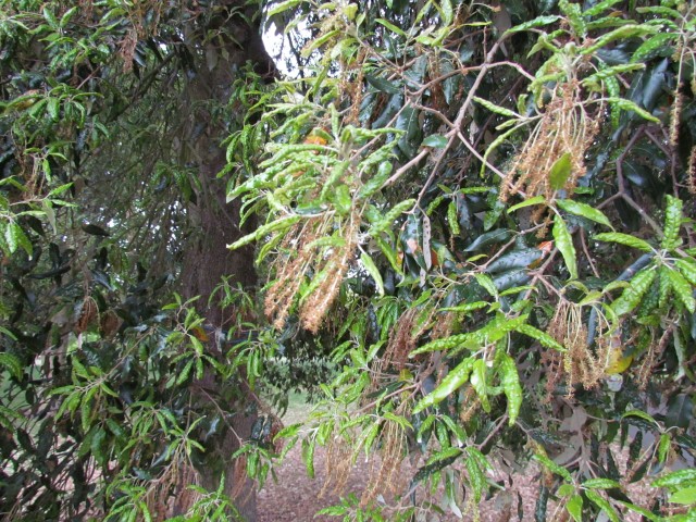 Quercus Ilex QuercusIlexKewDetail.JPG
