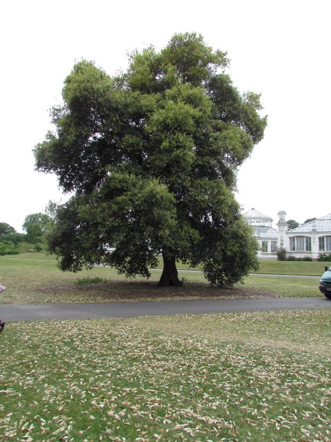 Quercus Ilex QuercusIlexKewFull3.JPG