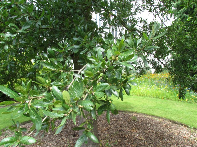 Quercus trojana QuercusTrojanaLeafCUBG.JPG