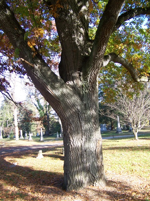 Picture of Quercus cerris  Turkey Oak