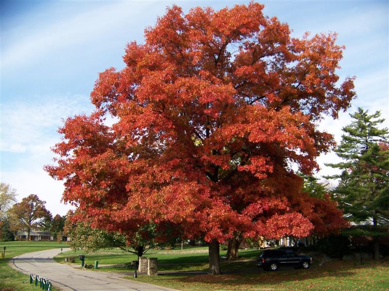 Quercus coccinea Quercus_coccinea.JPG