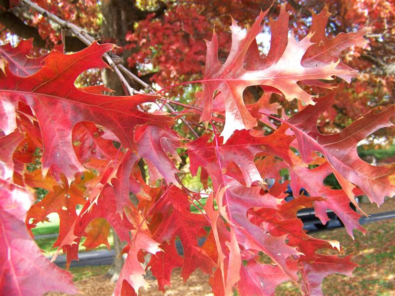 Quercus coccinea Quercus_coccinea_foliage.JPG