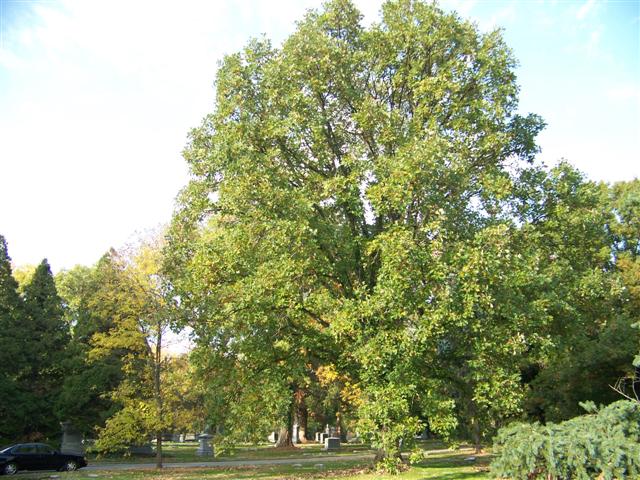 Quercus macrocarpa Quercus_macrocarpa_SG(1)(Small).jpg