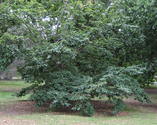 Quercus serrata Quercus_serrata_full.jpg