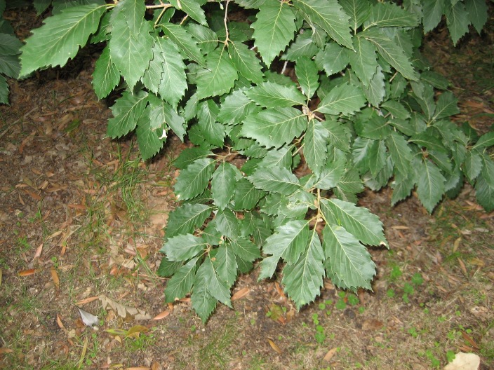 Quercus serrata Quercus_serrata_leaf.jpg