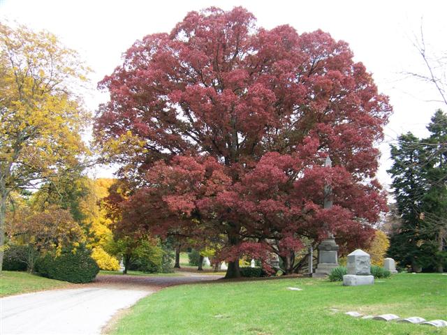 Picture of Quercus alba  White Oak